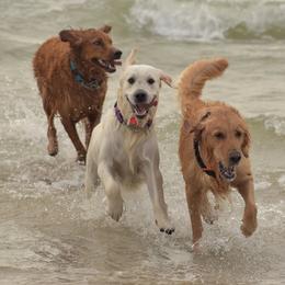 Golden Retrievers from Texas TLC Goldens