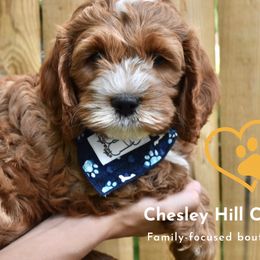 Cockapoo Puppies from Chesley Hill Cockapoos