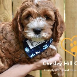 Cockapoo Puppies from Chesley Hill Cockapoos