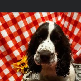 English Springer Spaniel Puppies from Won Eighty Farms
