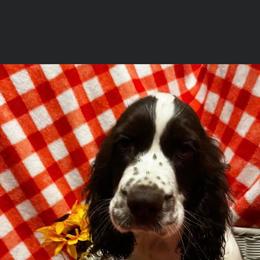 English Springer Spaniel Puppies from Won Eighty Farms
