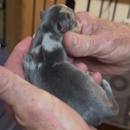 Misty - Merle female Pomsky puppy in Spring Hill, Florida from PDQ Pomskies