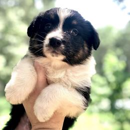 AKC Spirit - Black tri-color male Australian Shepherd puppy in Tallapoosa, Georgia from Foxhaven Farms Aussies