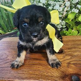 Boy 2 - Tri-color male Cavapoo puppy in Junction, Utah from City Creek Cavapoos