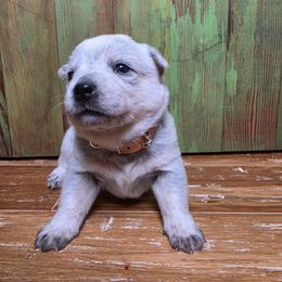 Tan Collar Blue Female - Red speckled female Australian Cattle Dog puppy in Riverton, Utah from Rundown Ranch Cattle Dogs