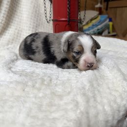 Cookie - Blue merle female Miniature Australian Shepherd puppy in Signal Mountain, Tennessee from D & D Miniature and Toy Australian Sheppards