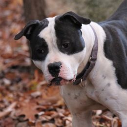 Pepper - American Bulldog