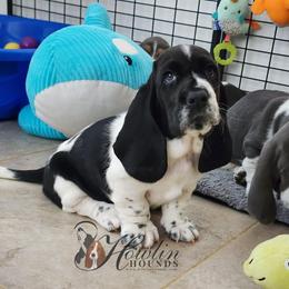 Tsireya - Black and white female Basset Hound puppy in Surprise, Arizona from Howlin Hounds