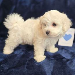 Koyuki - White male Maltipoo puppy in Sahuarita, Arizona from Cowgirl's Legacy Maltipoos