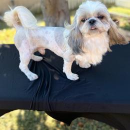 Kai - Shih Tzu