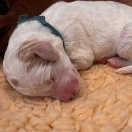 Turquoise - Parti female Goldendoodle puppy in Guntersville, Alabama from Carefree Goldendoodles
