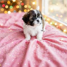 Shichon and Shih Tzu Puppies from Angie’s Teddy Bear Puppies Minnesota