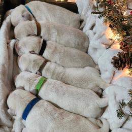 Brown collar - Yellow male Labrador Retriever puppy in Mossyrock, Washington from White River Labradors
