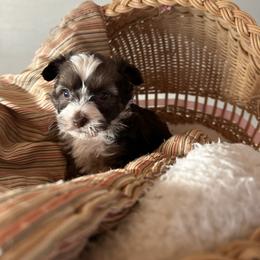 Choco - White and chocolate male Chinese Crested puppy in Rockvale, Tennessee from Cosmic Chinese Cresteds & Wind-Echo Poodles