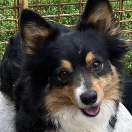 Luna - American Corgi