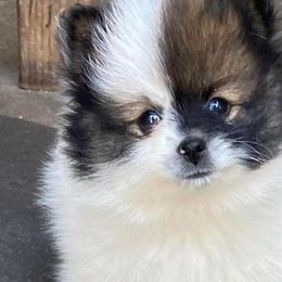 Pomeranians from Pomeranian Pride