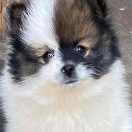 Pomeranians from Pomeranian Pride