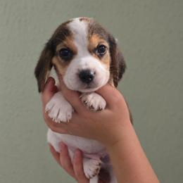Hershey - Black white and tan male Beagle puppy in Lake City, Florida from Sunkissed Beagles
