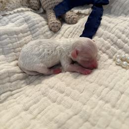 Navy boy - Parti male Maltipoo puppy in Royse City, Texas from Cleveland's Poodles & Toy Maltipoo’s