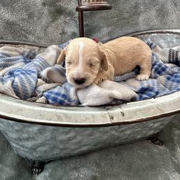 Sullivan - Cream male Dachshund puppy in Memphis, Tennessee from River City Doxies