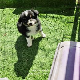 Eric - Black tri male Toy Australian Shepherd puppy in Snowflake, Arizona from Halfpint Aussies