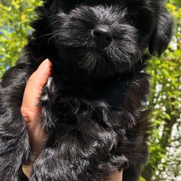 Havana Silk Dog and Poodle Puppies from Havana Silk Romance