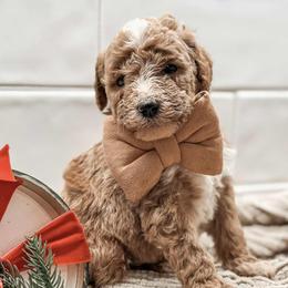 Haven - Red  male Goldendoodle puppy in Iola, Texas from Supreme Doodles of Texas