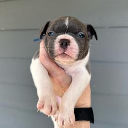 Chippy - Blue male Boston Terrier puppy in Rock Hill, South Carolina from Brave Little Bostons in South Carolina