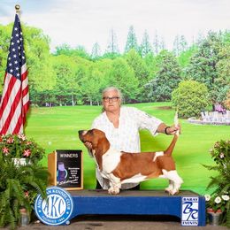 Basset Hound and Pembroke Welsh Corgi All Grown Up from 4 Sail Quarter Horses and Corgis