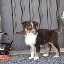 Australian Shepherd Puppies from Kim Rapps Australian Shepherds