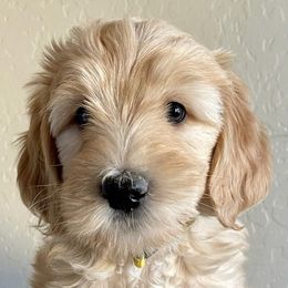 Goldendoodles from Reign Doodles of AZ