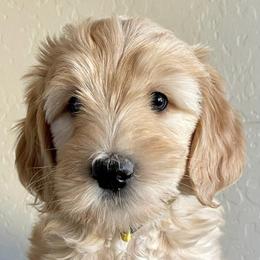 Goldendoodles from Reign Doodles of AZ