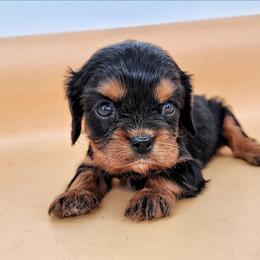Boy 3 - Black and tan male Cavalier King Charles Spaniel puppy in Pennsylvania from Breezy Valley Siberians