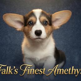 Falk's Finest Amethyst - Black and tan female Pembroke Welsh Corgi puppy in Marinette, Wisconsin from Falk's Finest Corgis