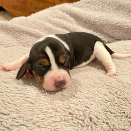 Girl 2 Purple - Black and white female Beagle puppy in Crestview, Florida from Alicia's Beagles