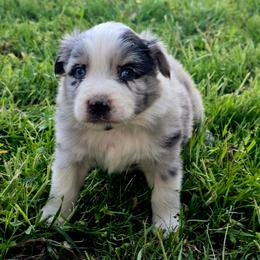 Cliff - Dilute blue male Australian Shepherd puppy in Puryear, Tennessee from Double G Ranch