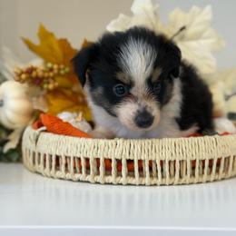 Thacker - Black tri male Toy Australian Shepherd puppy in Ambrose, Georgia from Brandilyn's Aussies