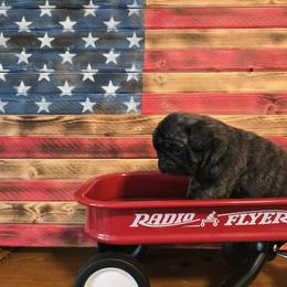 Presley - Brindle female Pug puppy in Auburn, Kentucky from Prentice Family Pugs