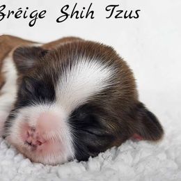 AKC Red & White Male #2 - Red and white male Shih Tzu puppy in Middle Grove, New York from Beirin Breige Shih Tzus