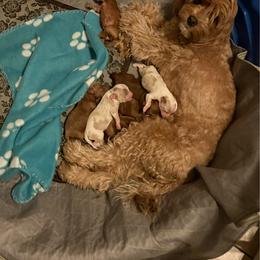 Blenheim female - Blenheim female Cavapoo puppy in Gilbert, Arizona from Arizona Toy Cavapoos – Health‐Tested & Home‐Raised