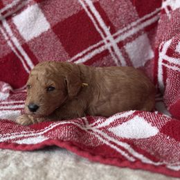 Molly - Apricot female Goldendoodle puppy in Fayetteville, Arkansas from Mountain Grove Doodles