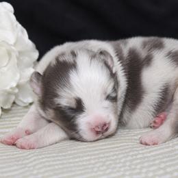 Aurora - Dilute blue female Australian Shepherd puppy in Colorado Springs, Colorado from Storm and Sage Australian Shepherds