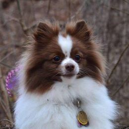 Pomeranians from Tiny Tots Pomeranians