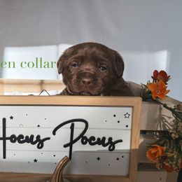 Green collar - Chocolate male Labrador Retriever puppy in Suffolk County, New York from South Shore Labradors