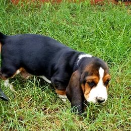 Basset Hounds from Robbs Ranch Bassets