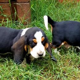 Basset Hounds from Robbs Ranch Bassets
