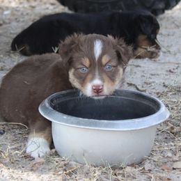 Boy 2 - Red tri-color male Australian Shepherd puppy in Iola, Texas from MK Aussies