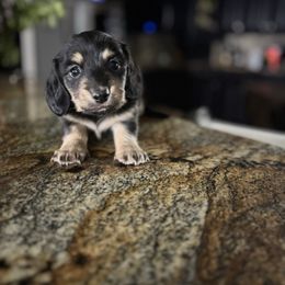 Black and Tan Male - Black and tan male Dachshund puppy in Grandview, Texas from LF & Co Dachshunds