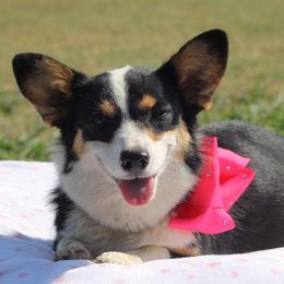 Josie - American Corgi