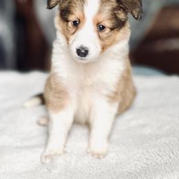 Shetland Sheepdog Puppies from Chas Petersen